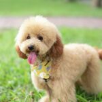 Chó Toy Poodle