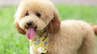 Đặc điểm và cách nuôi Chó Toy Poodle