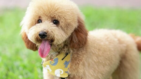 Đặc điểm và cách nuôi Chó Toy Poodle