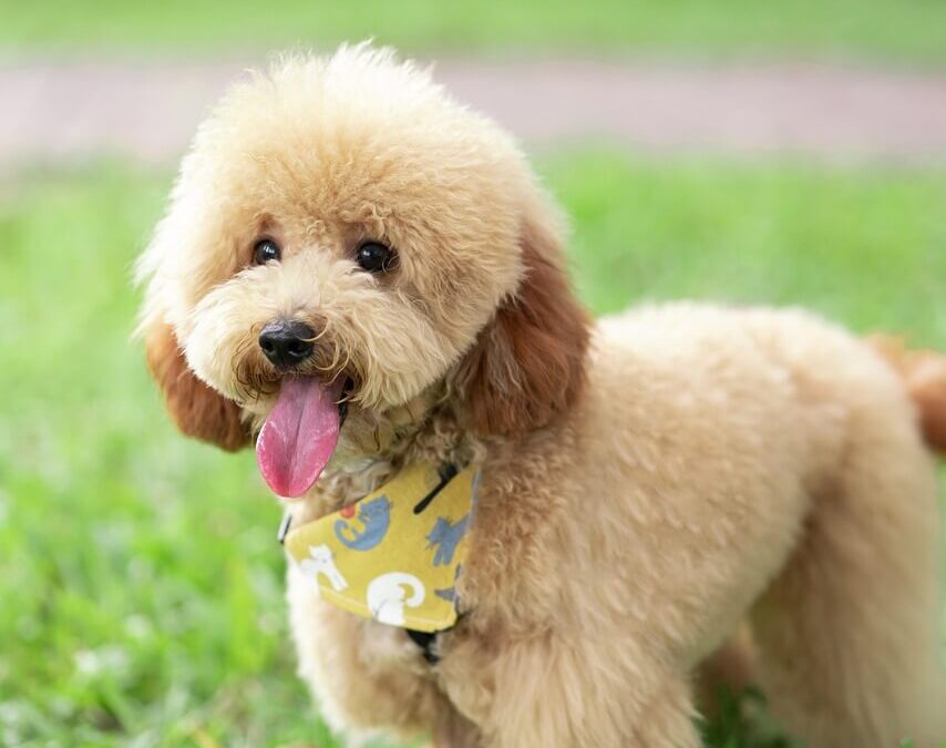 Chó Toy Poodle