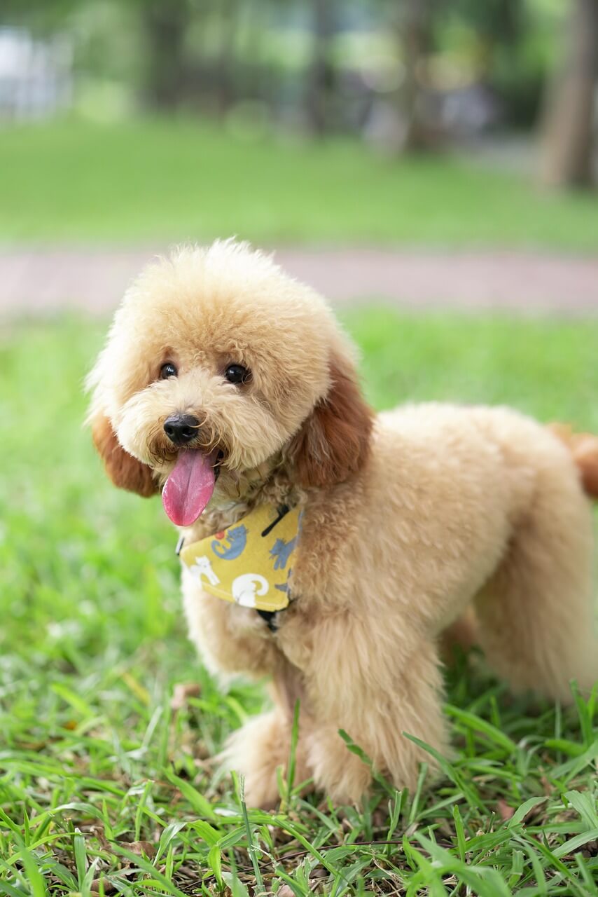 Chó Toy Poodle