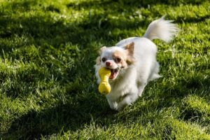 chó Chihuahua