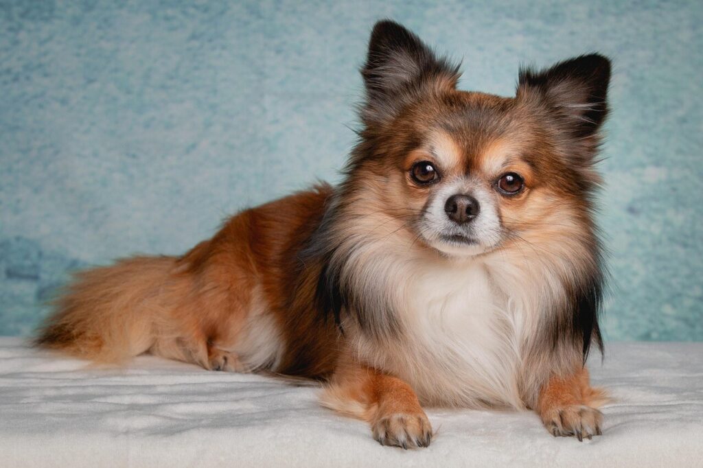 Chó Chihuahua