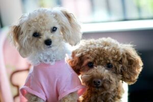 Chó Toy Poodle