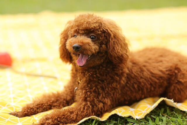 Chó Toy Poodle