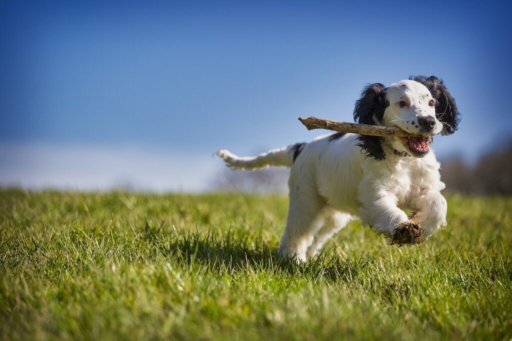 runningdog