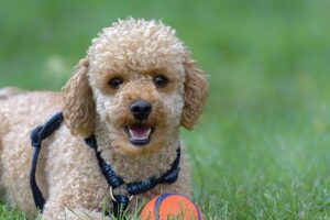 Chó Toy Poodle