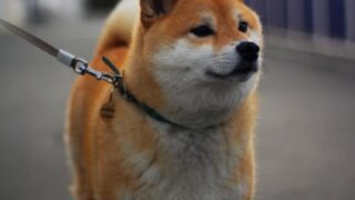 Đặc điểm và cách nuôi Chó Shiba