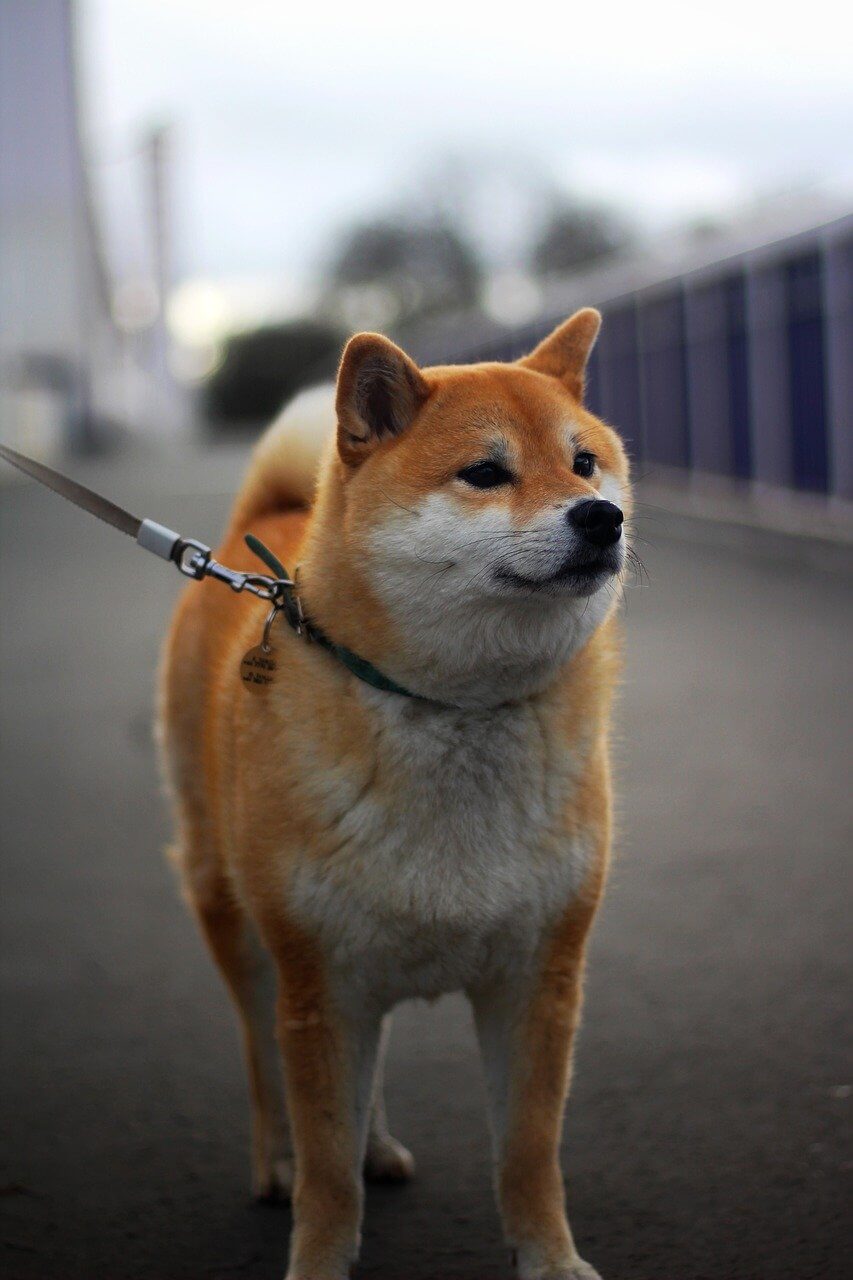 Chó Shiba