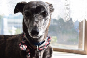 Chó Italian Greyhound