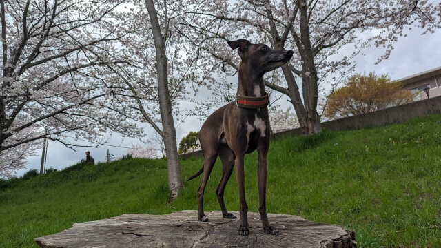Chó Italian Greyhound