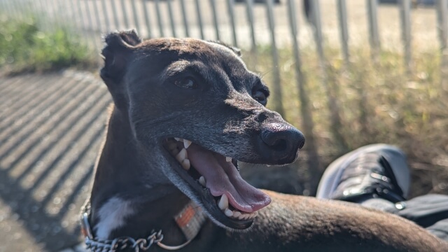 Chó Italian Greyhound