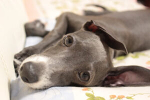 Chó Italian Greyhound