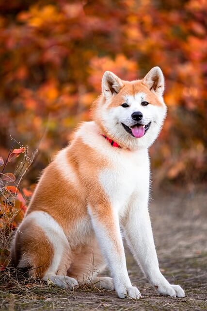 Chó Akita