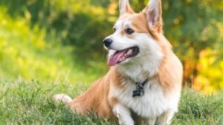 Đặc điểm và cách nuôi Chó Welsh Corgi Pembroke
