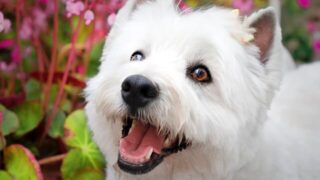 Đặc điểm và cách nuôi Chó West Highland White Terrier
