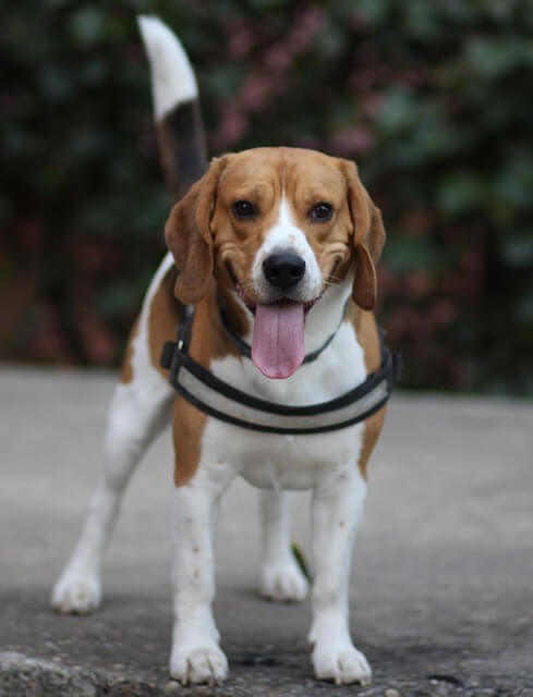 Chó Beagle