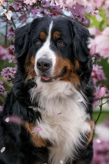 Chó Bernese Mountain Dog