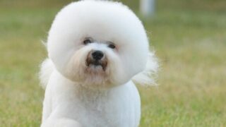 Đặc điểm và cách nuôi Chó Bichon Frise