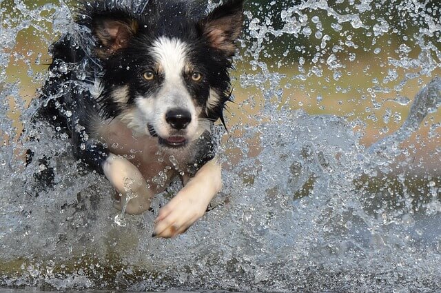Chó Border Collie