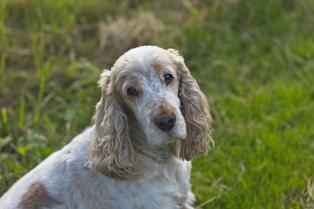 Chó English Cocker Spaniel