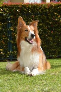 Chó Rough Collie