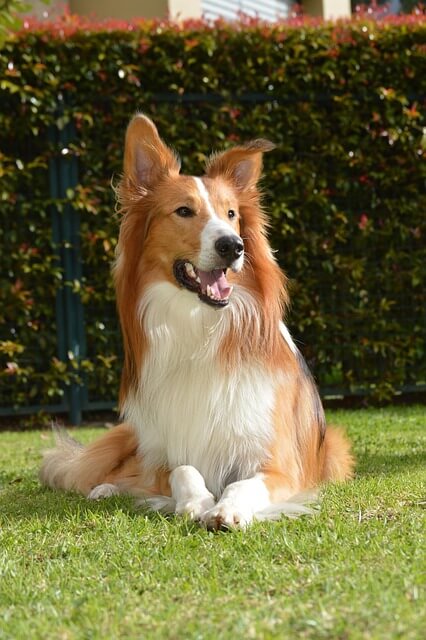 Chó Rough Collie