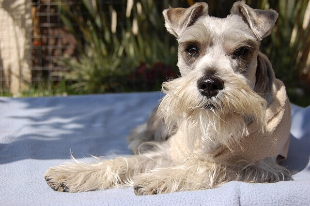 Chó Miniature Schnauzer