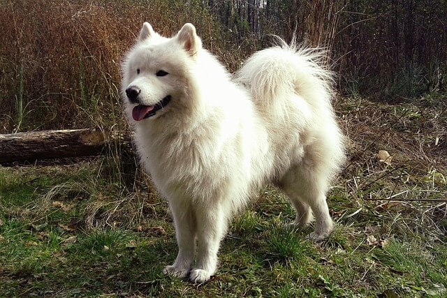 Chó Samoyed