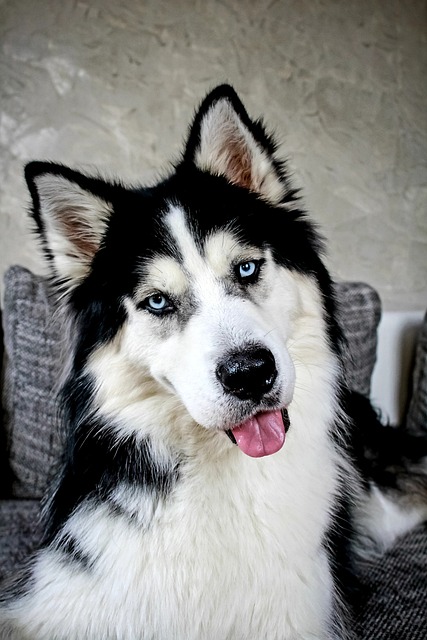 Chó Siberian Husky