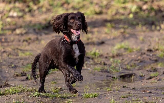 Chó English Cocker Spaniel