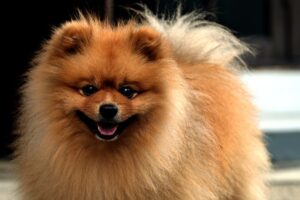 Chó Pomeranian