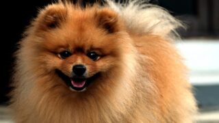 Đặc điểm và cách nuôi Chó Pomeranian
