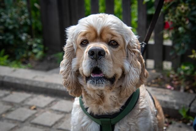 Chó American Cocker Spaniel