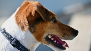 Đặc điểm và cách nuôi Chó Jack Russell Terrier