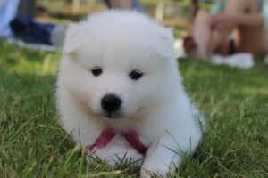 Chó Samoyed