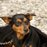 Chó Miniature Pinscher