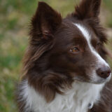 Chó Border Collie