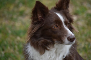 Chó Border Collie