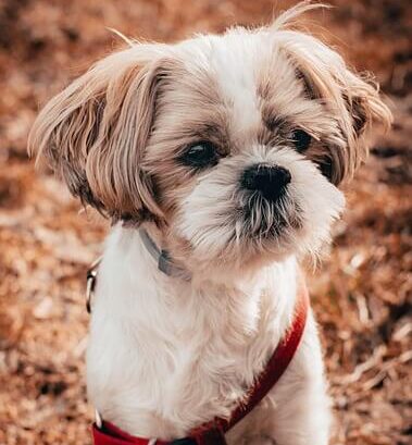 Chó Shih Tzu