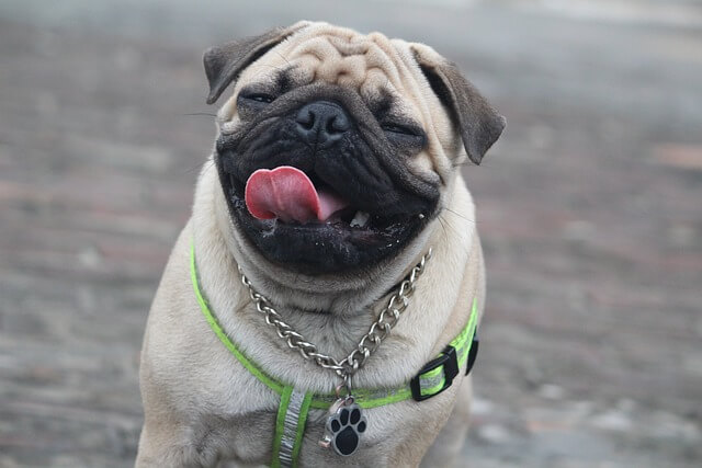 Chó Pug