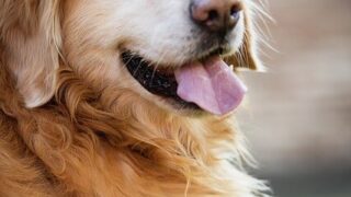 Đặc điểm và cách nuôi Chó Golden Retriever