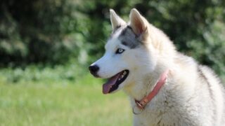 Đặc điểm và cách nuôi Chó Siberian Husky