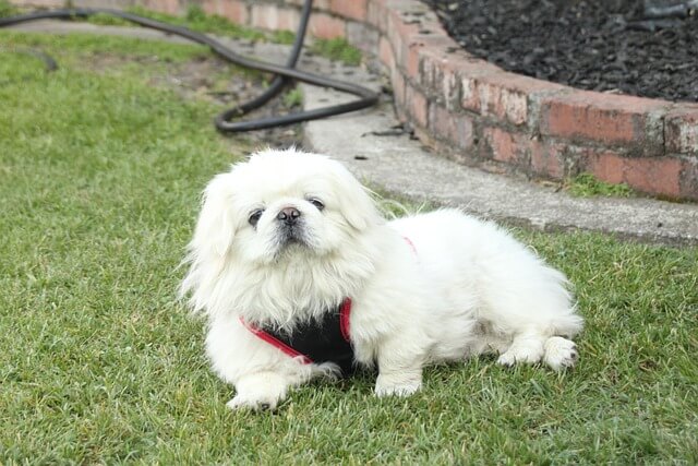 Chó Pekingese 