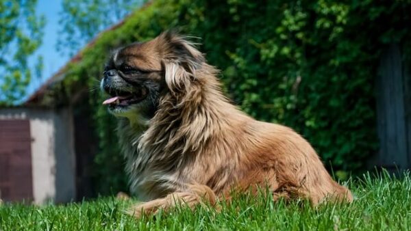 Đặc điểm và cách nuôi Chó Pekingese