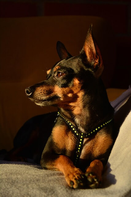 Chó Miniature Pinscher
