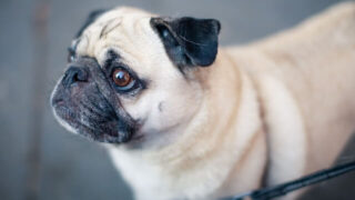 Đặc điểm và cách nuôi Chó Pug