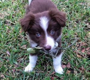 Chó Border Collie