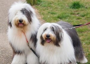 Chó Old English Sheepdog
