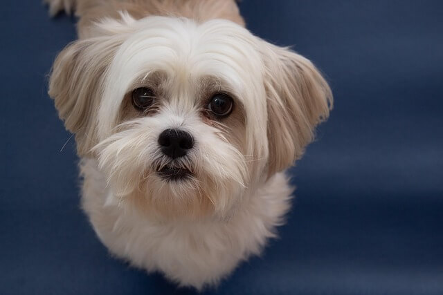 Chó Lhasa Apso